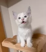 ラグドール【埼玉県・男の子・2025年7月10日・シールリンクスポイントバイカラー】の写真7