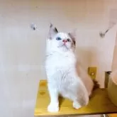 ラグドール【埼玉県・女の子・2025年4月1日・シールトッテイポイントバイカラー】の写真8