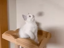 ラグドール【埼玉県・男の子・2025年7月10日・シールリンクスポイントバイカラー】の写真9