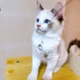 ラグドール【埼玉県・女の子・2025年4月1日・シールトッテイポイントバイカラー】の写真5