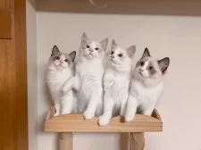 ラグドール【埼玉県・男の子・2025年7月10日・シールポイントバイカラー】の写真10