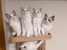 ラグドール【埼玉県・男の子・2025年7月10日・シールポイントバイカラー】の写真6