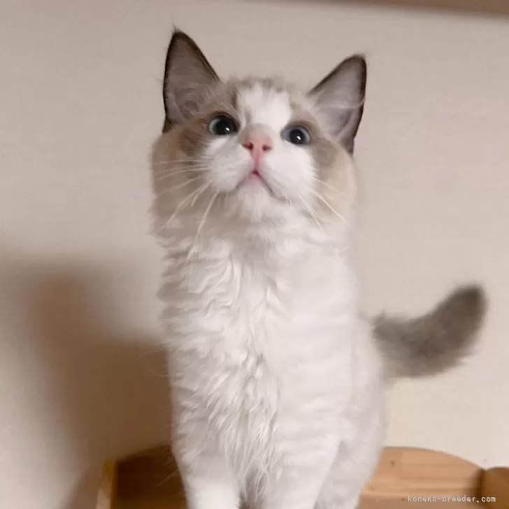 ラグドール【埼玉県・男の子・2025年7月10日・シールポイントバイカラー】の写真1