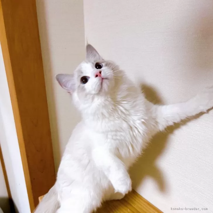 ID:2411-02572の子猫