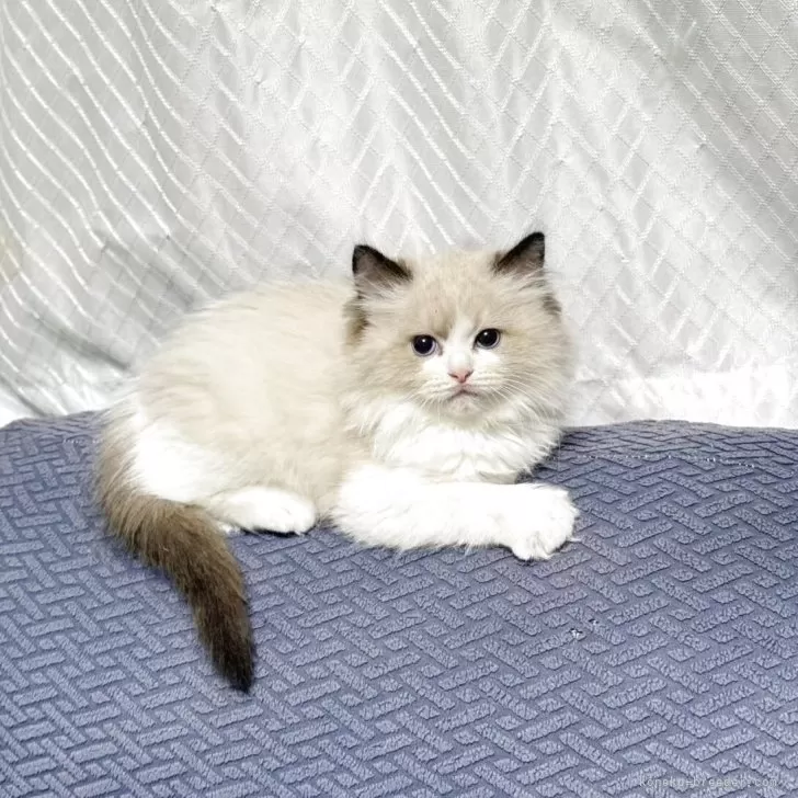ID：2506-01829の子猫