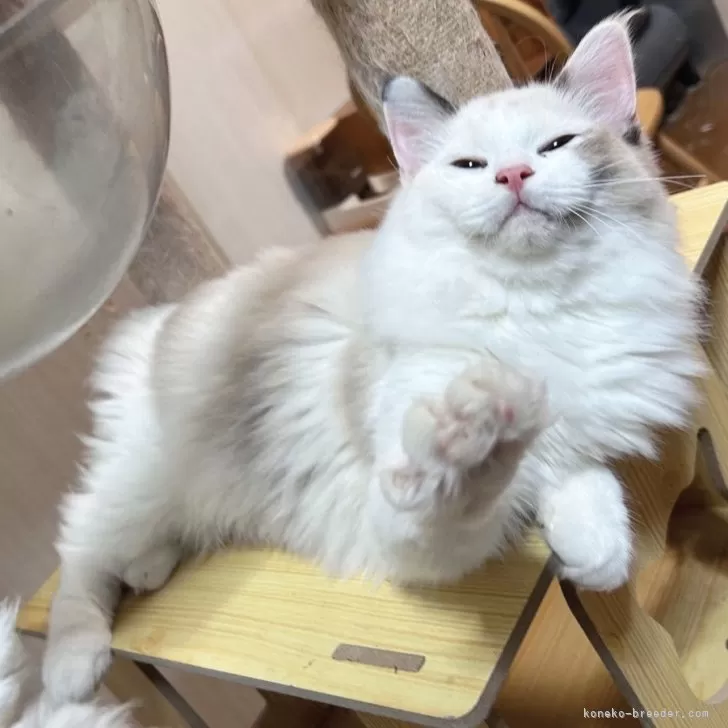 ラグドール【埼玉県・女の子・2025年4月1日・シールトッテイポイントバイカラー】の写真1