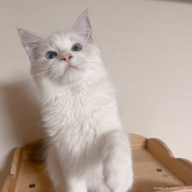 ブリーダー画像