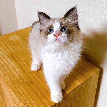 ラグドール【埼玉県・男の子・2025年4月1日・シールポイントバイカラー】の写真「活発過ぎる性格」