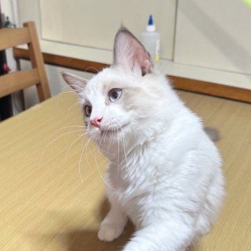 ラグドール【埼玉県・男の子・2025年4月1日・ブルーポイントバイカラー】の写真「よく触らせて欲しい性格」