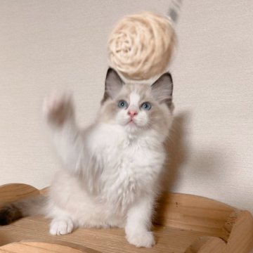 ラグドール【埼玉県・男の子・2025年7月10日・シールポイントバイカラー】の写真「外産の父と美人の母で生まれた子」