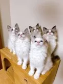 ラグドール【埼玉県・男の子・2025年4月1日・ブルーポイントバイカラー】の写真10