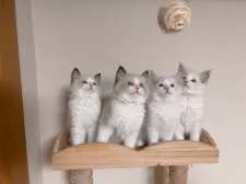 ラグドール【埼玉県・男の子・2025年7月10日・シールポイントバイカラー】の写真15