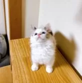 ラグドール【埼玉県・女の子・2025年4月1日・シールトッテイポイントバイカラー】の写真12