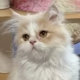 サイベリアン【静岡県・男の子・2025年6月13日・クリーム&ホワイト】の写真6