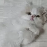 サイベリアン【静岡県・男の子・2025年6月13日・クリーム&ホワイト】の写真12「いつもお腹を見せてこのポーズで甘えてくれます」