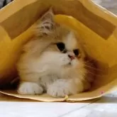 サイベリアン【静岡県・男の子・2025年6月13日・クリーム&ホワイト】の写真15