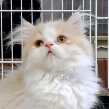 サイベリアン【静岡県・男の子・2025年6月13日・クリーム&ホワイト（ふわふわ）】の写真「もふもふで綺麗な白さと、やわらかさの魅力の男の子」