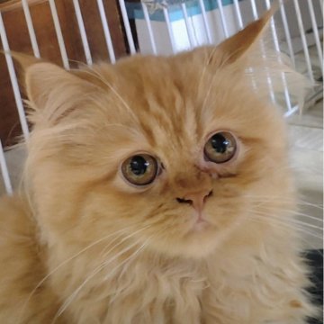 サイベリアン【静岡県・女の子・2025年6月13日・レッド（ふわふわモコモコ）】の写真「人懐っこく、抱っこ大好きな女の子です。」