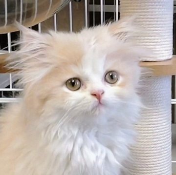 サイベリアン【静岡県・男の子・2025年6月13日・クリーム&ホワイト（ふわふわ柔らかモフモフ絹のよう）】の写真「もふもふで雪のような色白が魅力の男の子」