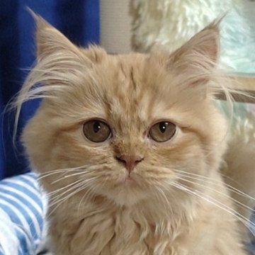 サイベリアン【静岡県・女の子・2025年6月13日・レッド（ふわふわモコモコ）】の写真「人懐っこく、抱っこ大好きな女の子です。」