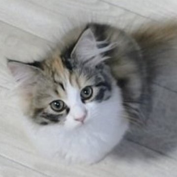 サイベリアン【静岡県・女の子・2025年6月14日・三毛（ふわふわ）】の写真「もふもふと可愛いお顔が魅力の女の子」