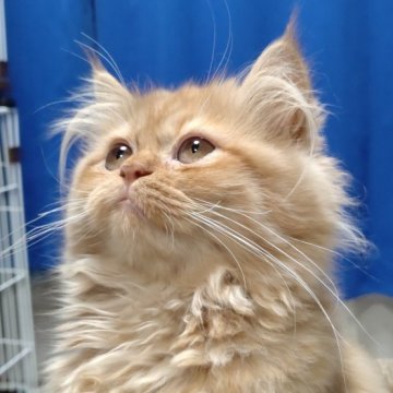 サイベリアン【静岡県・女の子・2025年6月13日・レッド（ふわふわモコモコ）】の写真「人懐っこく、抱っこ大好きな女の子です。」