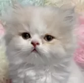 サイベリアン