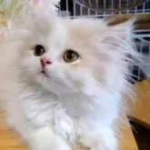 サイベリアン