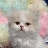 サイベリアン