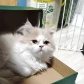 サイベリアン【静岡県・男の子・2025年6月13日・クリーム&ホワイト】の写真5「力強さを感じる１枚です」