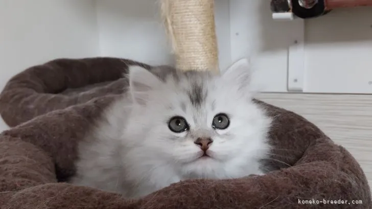 ID:2105-00332の子猫