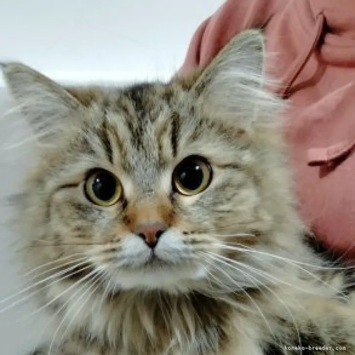 ID:2207-02581の子猫