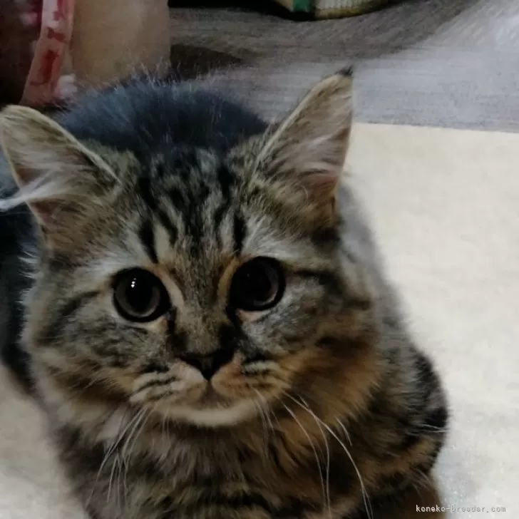 ID:2406-00233の子猫