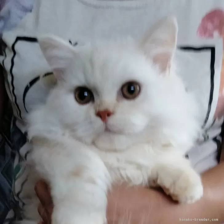ID：2406-00232の子猫