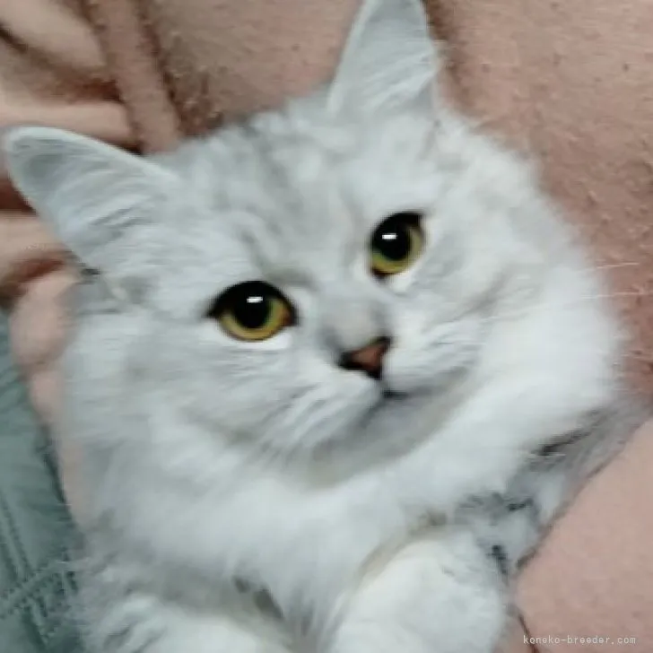 ID:2307-02639の子猫
