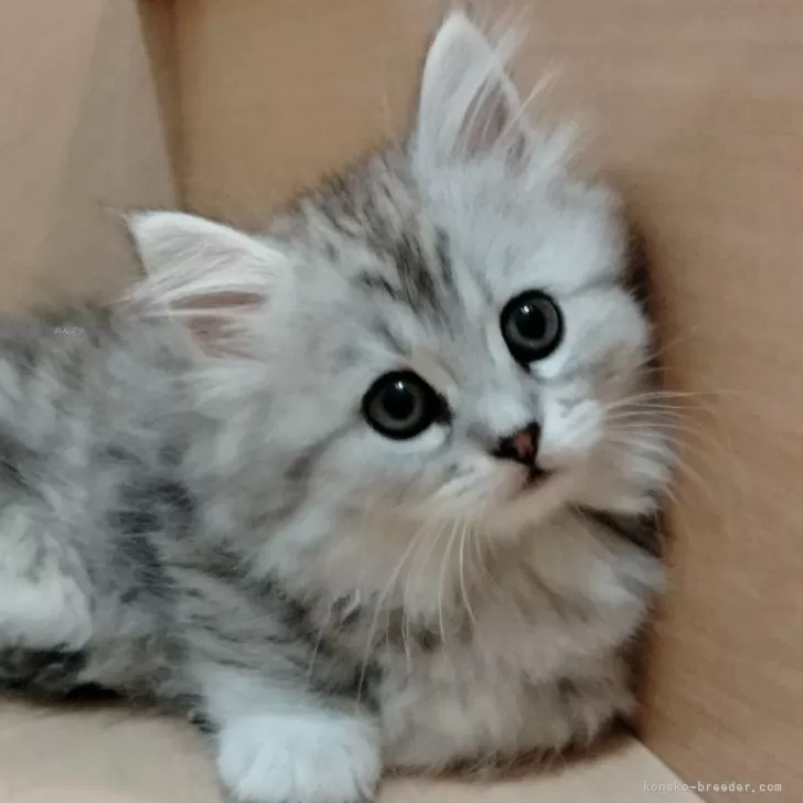 ID:2406-02787の子猫
