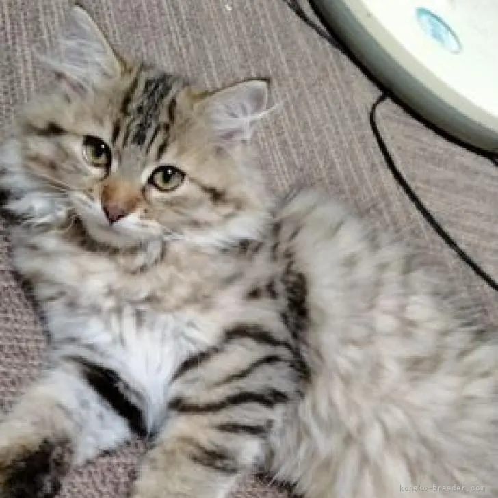 ID：2207-02574の子猫