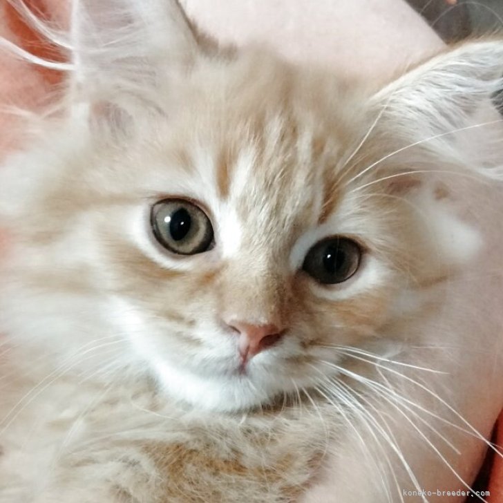 ブリーダー画像