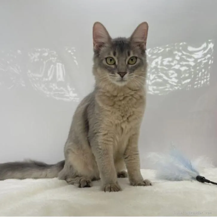 ID：2211-01540の子猫