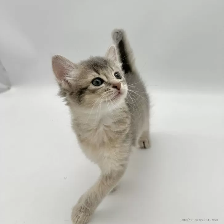 ID：2404-00879の子猫