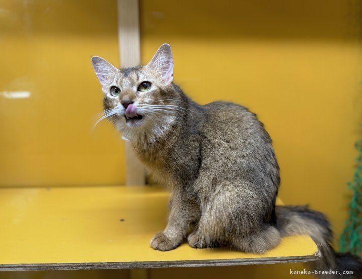 ソマリ【・女の子・2020年6月17日・ルディ】