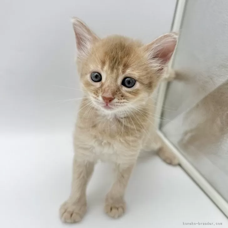 ID：2404-00884の子猫