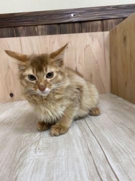 ソマリ【愛知県・男の子・2022年1月15日・レッド（ロング）】の写真「兄妹の中で１番大きいです。」