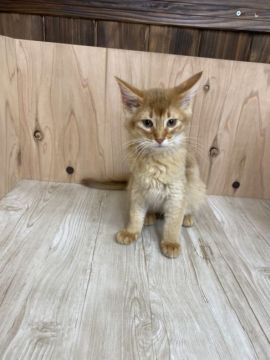 ソマリ【愛知県・女の子・2022年1月15日・レッド（ロング）】の写真「おっとりした女の子」