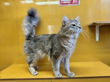 ソマリ【・男の子・2021年5月4日・ブルー】