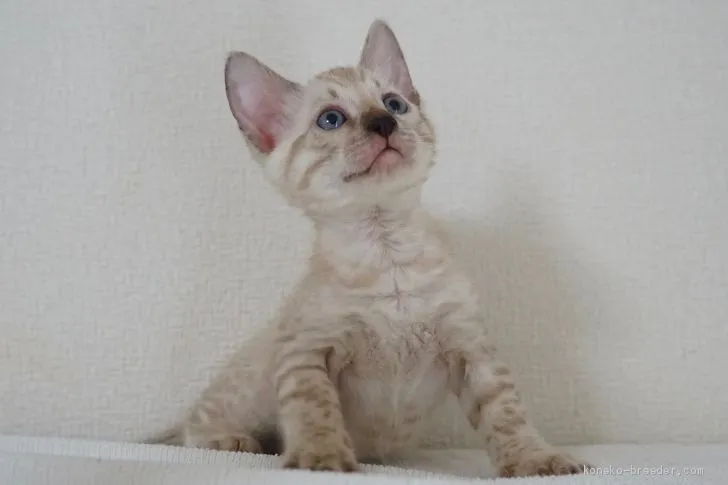 ID:2008-00080の子猫