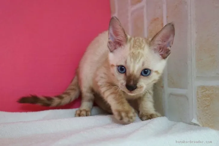 ID:2008-00081の子猫