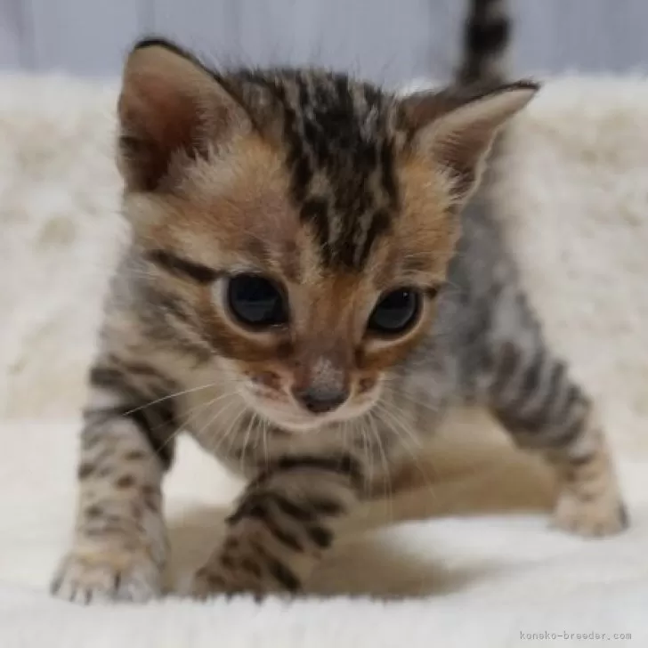 ID：2410-00935の子猫