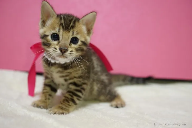ID:1912-00484の子猫