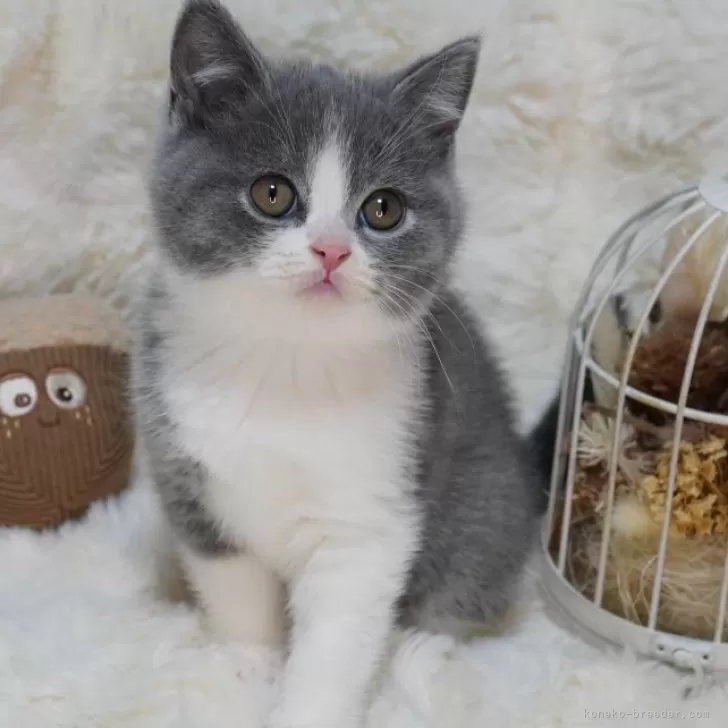 ID：2411-01164の子猫